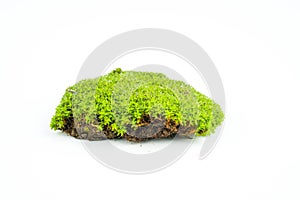 Green mosses on white