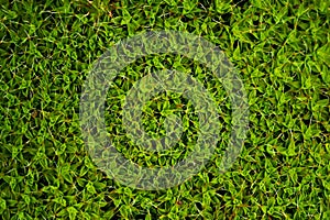 Green mosses on white