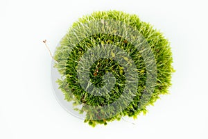 Green mosses on white