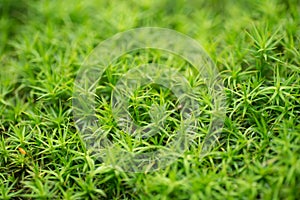 Green mossy backgrpond macro