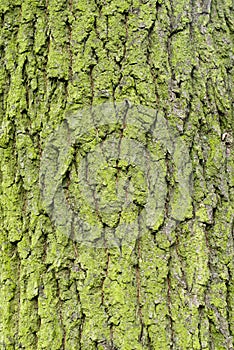 Green mossy oak tree bark background texture