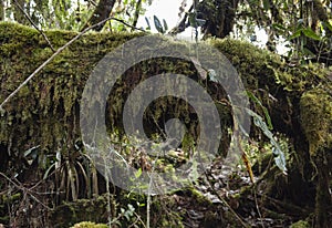 Green mossy old trunk at sunny day in middle of colombian paramo