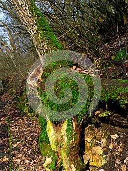 Green mossy tree in the forest