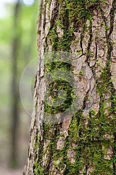 Green Mossy Tree Trunk Texture with Woodland Background