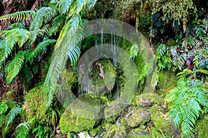 The green mossy wall with rocks streams with water.