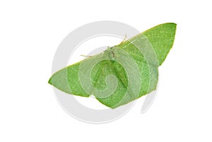 Green moth