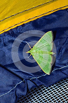 Green moth