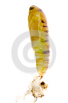 Green moth cocoon
