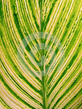 A green mottle leaf