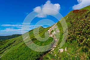 Zelená hora pokrytá lesem na pozadí modré oblohy. Slovenská horská turistická stezka v Malé Fatře na slovensku