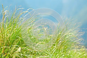 Green mountain grass close-up.