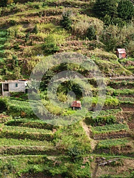Green mountain landscape and crops  in Madeira