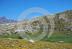 Green mountain meadow with grazing horses on rock and blue sky