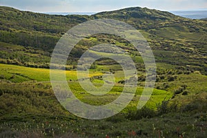 Green Mountain Meadows Near Bakers Peak in Colorado