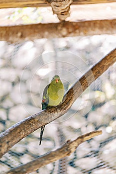 Green mountain parrot sits on a perch in a cage