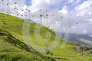 Green mountain ridge with isolated wax palm trees in light and shadow against sky with white clouds and blue, Cocora valley,