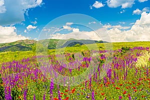 Green mountains and bright wildflowers of violet color on a sunny summer day, landscape photo