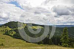 Green mountains and grassy meadow on the valley surrounded by coniferous forest on the hills. Carpathians