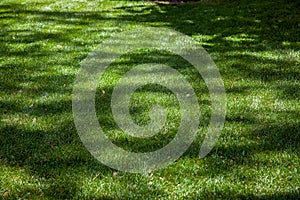 Green mowed lawn illuminated by sunlight with patches of shade.