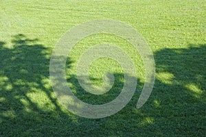 Green mowed lawn with tree shadow