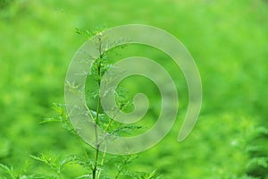 Green moxa grass background