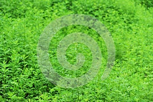 Green moxa grass background