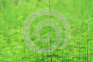 Green moxa grass background
