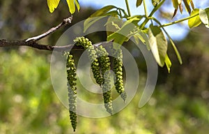 Green mulberry on a branch