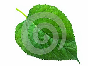 Green mulberry leaf on a white background