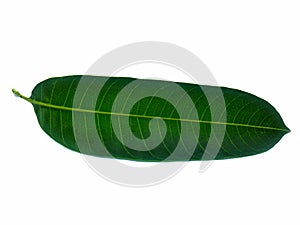Green mulberry leaf on a white background photo