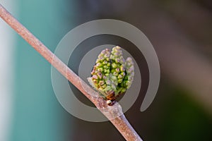 Green mulberry, Morus fruits. growth of plants in spring. Fruit tree with young fruits. Future harvest