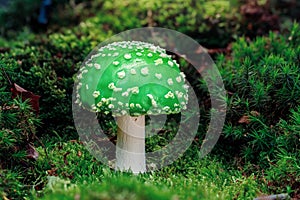 A green mushroom or extra life 1UP on is a common symbol for geeks. This small and funny 1up mushroom is the symbol for an extra