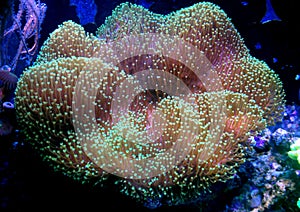 Green Mushroom Leather Coral Sarcophyton sp.