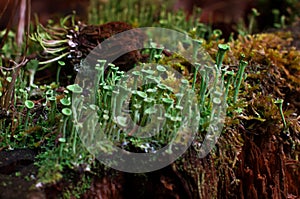 green mushrooms on a stump in the autumn forest