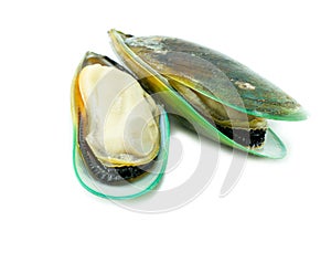 Green mussel