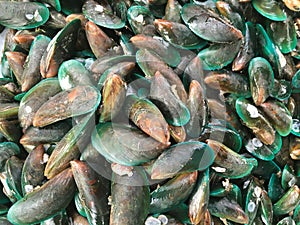 Green mussel in raw food market