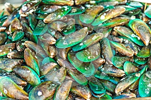 Green mussels.