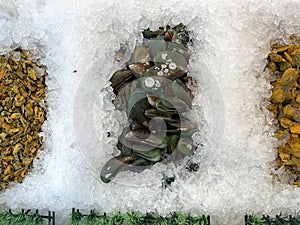 Green mussels with their shells and peeled clams stored in piles of ice