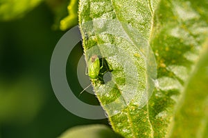 A green, mustachioed bug with white eyes and a brown ass crawls on green leaves