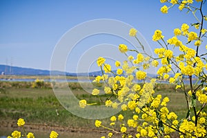 Green mustard blooming on the levees of south San Francisco bay, Mountain View, California