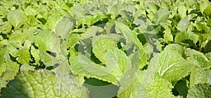 Green mustard leaves.Nutritious green leafy vegetables