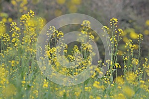 Green Mustard plants with their flowers