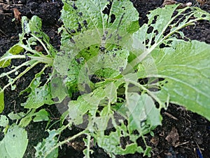 Green mustard whose leaves have holes are eaten by slugs or snails