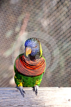 Green Nape Lorikeet