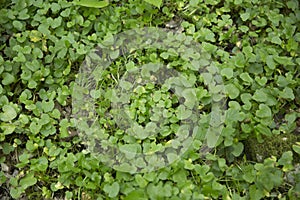 Green nasturtiums leaves in a meadow