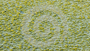 green nasty bubbles on the water surface