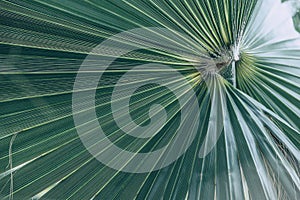Green natural abstract background palm leaf closeup