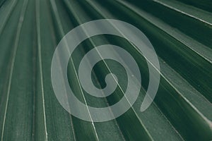 Green natural abstract background palm leaf closeup