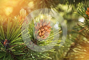 A green natural background with close-up view of a branch of pin