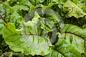 Green natural background with fresh beet leaves in the garden in selective focus